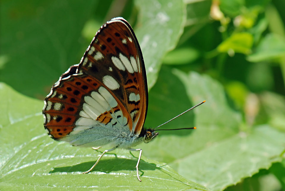 Limenitis camilla del Vicentino